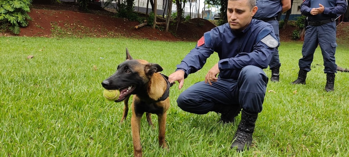 Polícia Penal participa de Formação de Condutores de Cães de Polícia em Londrina