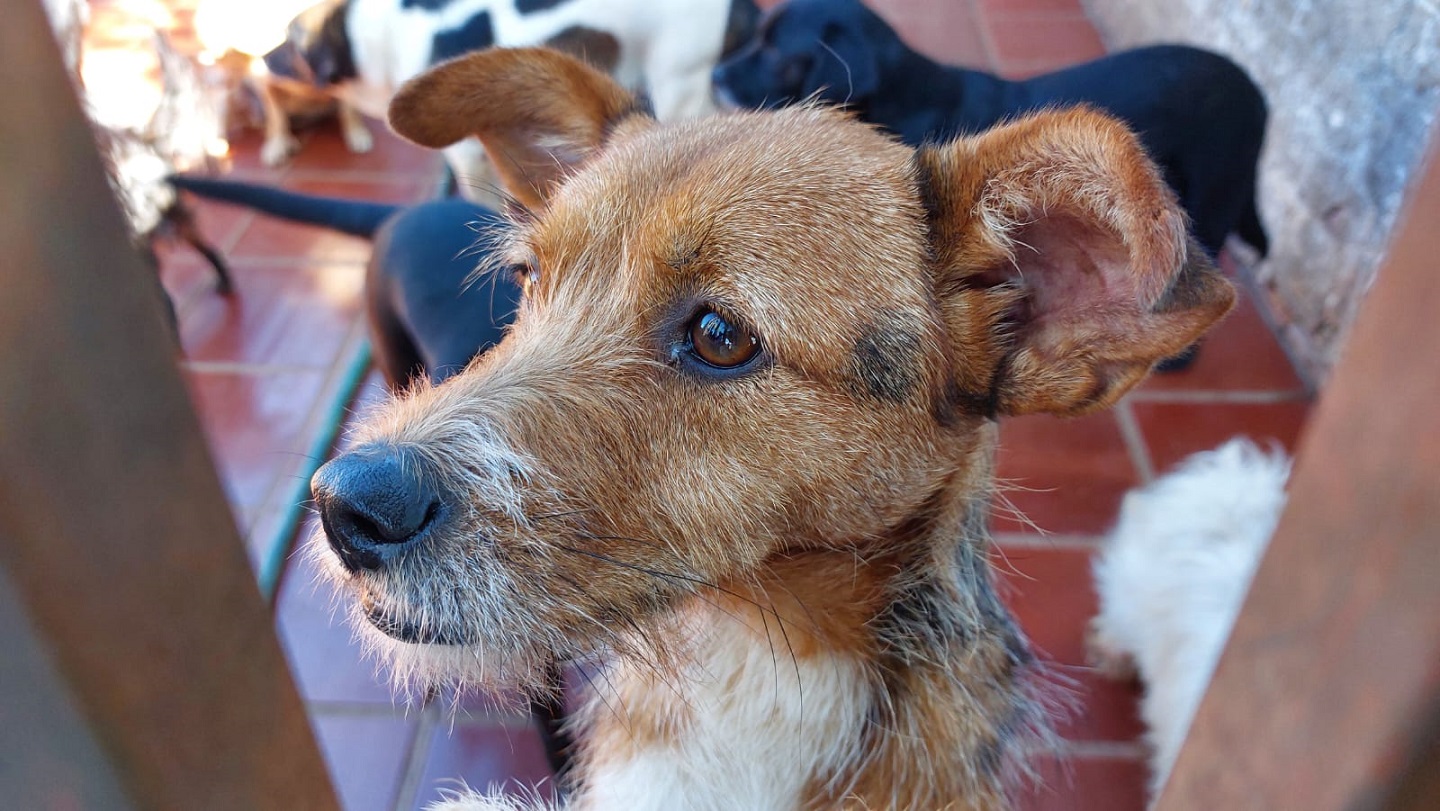 Polícia Penal do Paraná doa camas e roupas pet confeccionadas por apenados a abrigo de animais em Cascavel