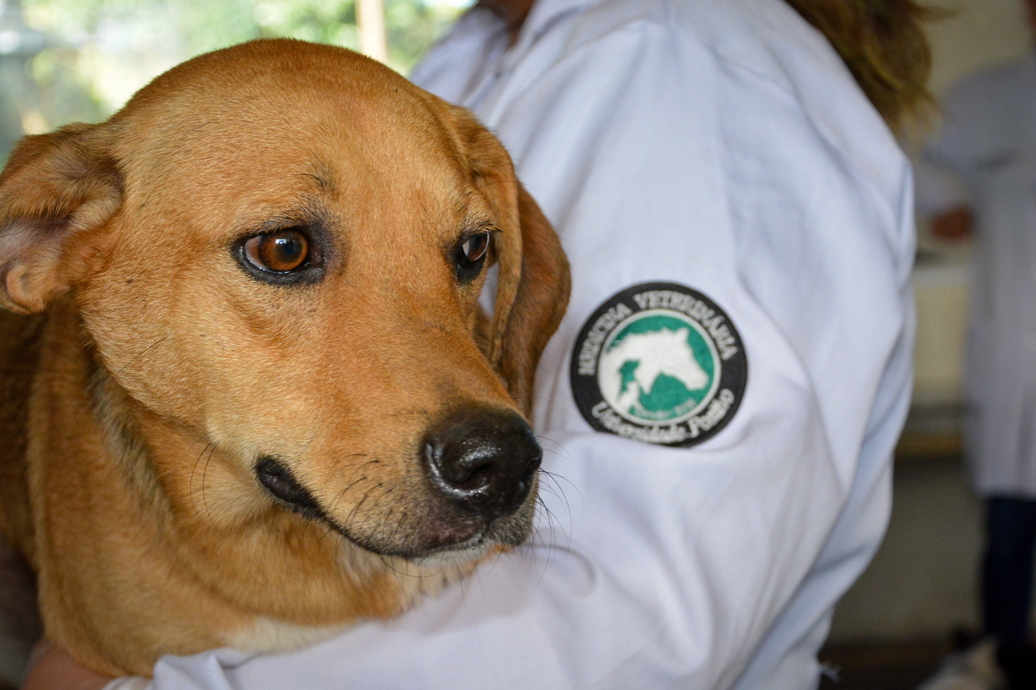 Cães de rua do Complexo Penitenciário de Piraquara recebem atendimento e participarão de feira de adoção na Universidade Positivo, em Curitiba