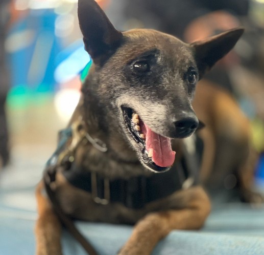Polícia Penal do Paraná presta homenagem a Kira, primeira K-9 da instituição