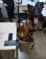 Polícia Penal apoia BPRone com cão K9 em operação que apreendeu mais de 100 kg de maconha