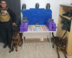 Polícia Penal apoia BPRone com cão K9 em operação que apreendeu mais de 100 kg de maconha