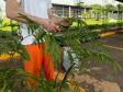 Capacitação em jardinagem prepara pessoas privadas de liberdade para o mercado de trabalho em Cascavel