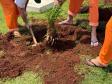 Capacitação em jardinagem prepara pessoas privadas de liberdade para o mercado de trabalho em Cascavel
