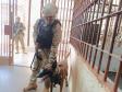 Polícia Penal do Paraná reforça segurança penitenciária durante a 11ª fase da Operação Mute 
