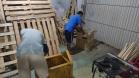 Projeto Pipoca: Detentos produzem materiais para animais de rua, na Cadeia Pública de Toledo (PR)