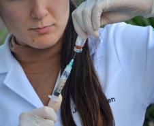 Cães de rua do Complexo Penitenciário de Piraquara recebem atendimento e participarão de feira de adoção na Universidade Positivo, em Curitiba