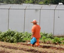 Paraná fecha o ano com mais de 240 novas iniciativas de trabalho aos custodiados do sistema prisional