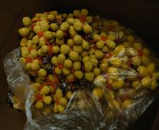 Polícia Penal do Paraná