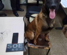 Polícia Penal apoia BPRone com cão K9 em operação que apreendeu mais de 100 kg de maconha