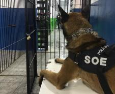 Polícia Penal apoia BPRone com cão K9 em operação que apreendeu mais de 100 kg de maconha