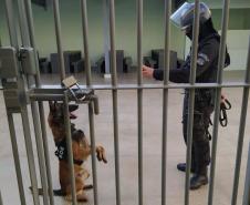 Polícia Penal apoia BPRone com cão K9 em operação que apreendeu mais de 100 kg de maconha