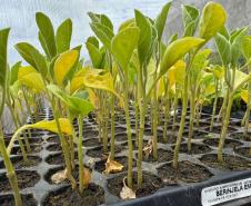 Polícia Penal do Paraná