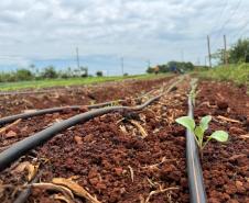Polícia Penal do Paraná