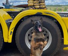 Polícia Penal do Paraná