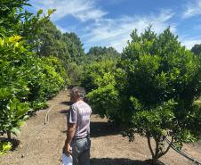 Horta no Complexo Médico Penal promove sustentabilidade e ocupação para custodiados