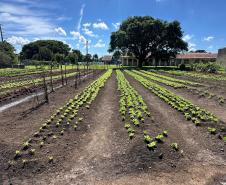 Horta no Complexo Médico Penal promove sustentabilidade e ocupação para custodiados