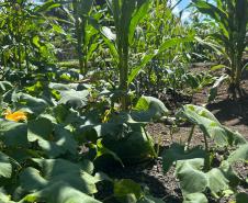 Horta no Complexo Médico Penal promove sustentabilidade e ocupação para custodiados