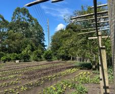 Horta no Complexo Médico Penal promove sustentabilidade e ocupação para custodiados