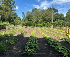 Horta no Complexo Médico Penal promove sustentabilidade e ocupação para custodiados