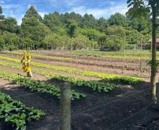 Horta no Complexo Médico Penal promove sustentabilidade e ocupação para custodiados