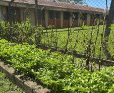 Horta no Complexo Médico Penal promove sustentabilidade e ocupação para custodiados