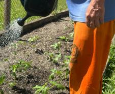 Horta no Complexo Médico Penal promove sustentabilidade e ocupação para custodiados