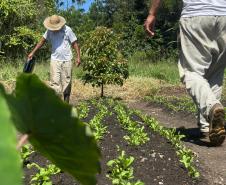 Horta no Complexo Médico Penal promove sustentabilidade e ocupação para custodiados