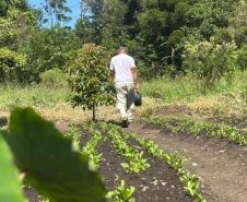 Horta no Complexo Médico Penal promove sustentabilidade e ocupação para custodiados