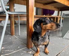 Polícia Penal do Paraná