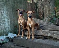 Polícia Penal do Paraná