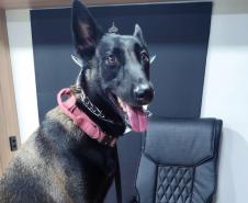 Polícia Penal do Paraná