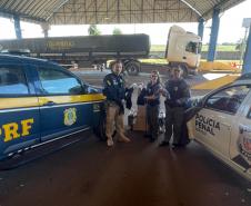 Custodiadas de Goioerê vão produzir cerca de 2 mil perucas com cabelo apreendido pela PRF