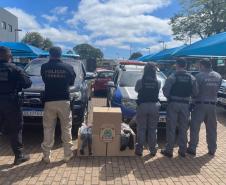 Custodiadas de Goioerê vão produzir cerca de 2 mil perucas com cabelo apreendido pela PRF