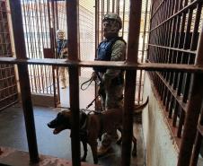 Polícia Penal do Paraná reforça segurança penitenciária durante a 11ª fase da Operação Mute
