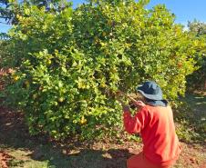 Curso de jardinagem na PIMP-UP transforma rotina e cultiva novos caminhos dentro do cárcere