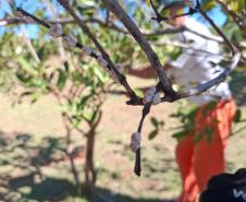 Curso de jardinagem na PIMP-UP transforma rotina e cultiva novos caminhos dentro do cárcere