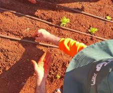 Curso de jardinagem na PIMP-UP transforma rotina e cultiva novos caminhos dentro do cárcere