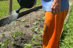 Horta no Complexo Médico Penal promove sustentabilidade e ocupação para custodiados