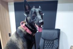 Polícia Penal do Paraná