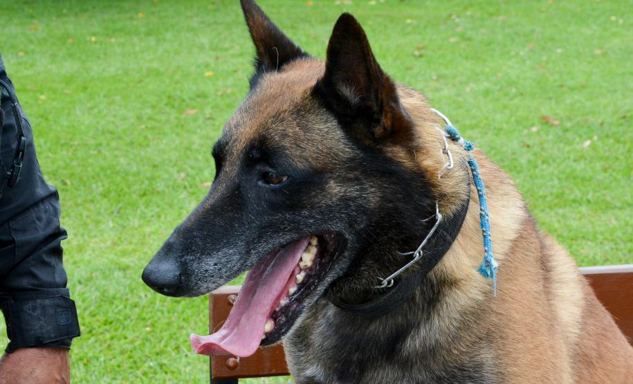 1ª Cãominhada das Forças Policiais movimentará São José dos Pinhais neste domingo