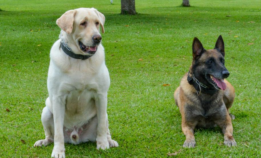 1ª Cãominhada das Forças Policiais movimentará São José dos Pinhais neste domingo