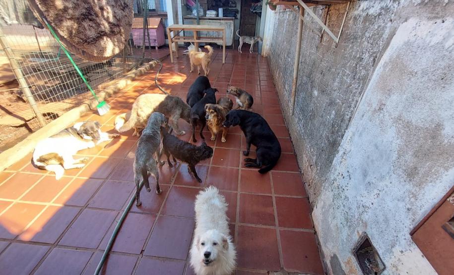 Polícia Penal do Paraná doa camas e roupas pet confeccionadas por apenados a abrigo de animais em Cascavel