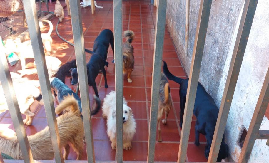 Polícia Penal do Paraná doa camas e roupas pet confeccionadas por apenados a abrigo de animais em Cascavel