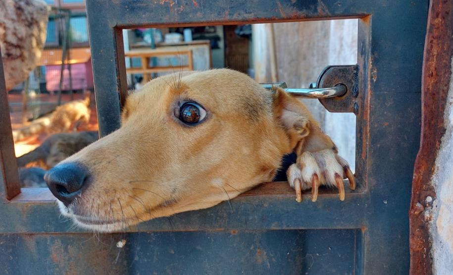 Polícia Penal do Paraná doa camas e roupas pet confeccionadas por apenados a abrigo de animais em Cascavel