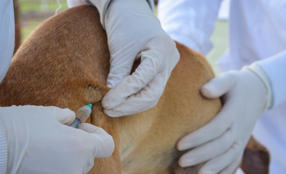 Cães de rua do Complexo Penitenciário de Piraquara recebem atendimento e participarão de feira de adoção na Universidade Positivo, em Curitiba
