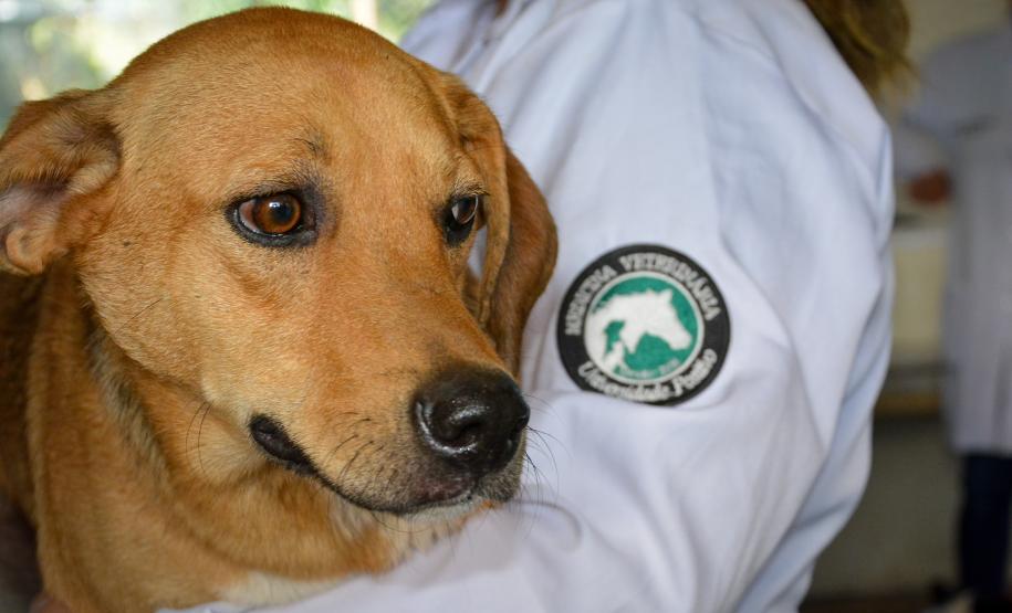 Cães de rua do Complexo Penitenciário de Piraquara recebem atendimento e participarão de feira de adoção na Universidade Positivo, em Curitiba