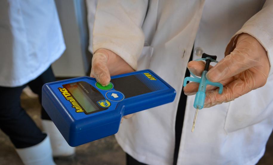 Cães de rua do Complexo Penitenciário de Piraquara recebem atendimento e participarão de feira de adoção na Universidade Positivo, em Curitiba