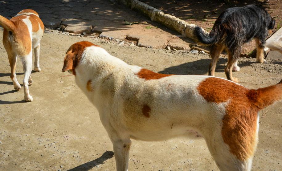 Cães de rua do Complexo Penitenciário de Piraquara recebem atendimento e participarão de feira de adoção na Universidade Positivo, em Curitiba