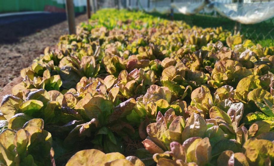 Foto: Polícia Penal do Paraná